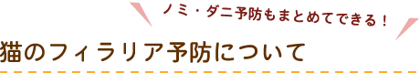 ノミ・ダニ予防もまとめてできる！猫のフィラリア予防について