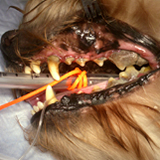 犬の歯周病をご存じですか？